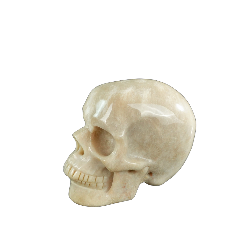 3.0" Coral Fossil Crystal Skull Carving - Unique Piece #CF06