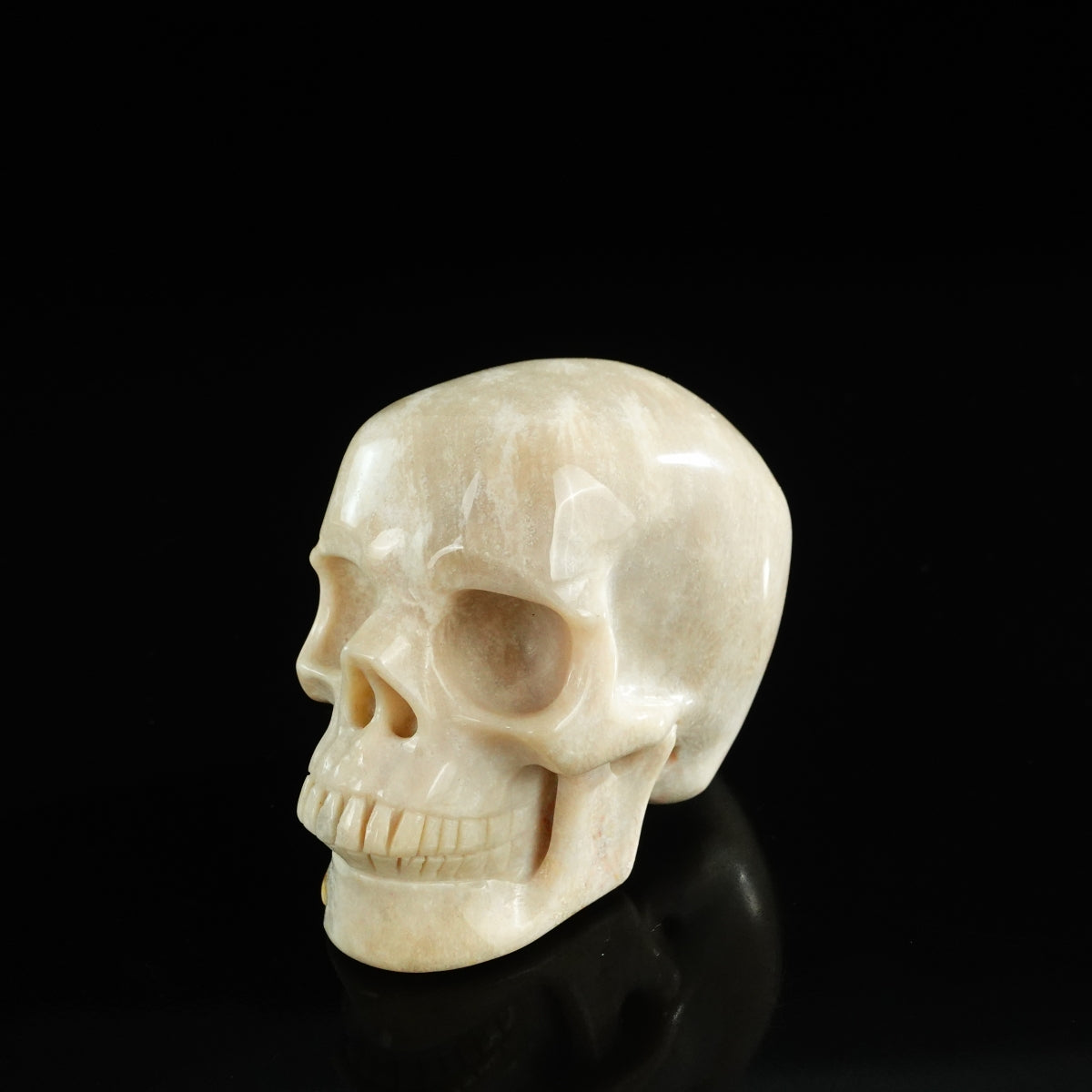 3.0" Coral Fossil Crystal Skull Carving - Unique Piece #CF06