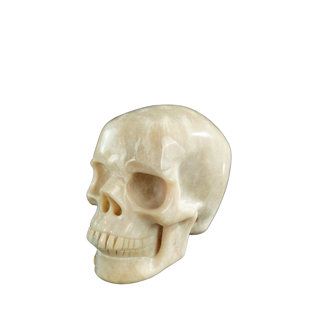 3.0" Coral Fossil Crystal Skull Carving - Unique Piece #CF06