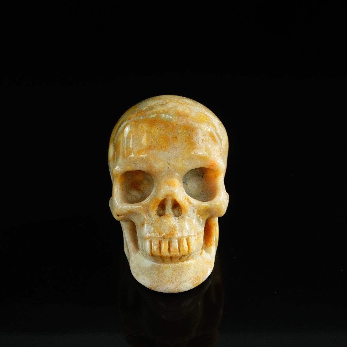 3.0" Coral Fossil Crystal Skull Carving - Unique Piece #CF07