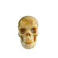 3.0" Coral Fossil Crystal Skull Carving - Unique Piece #CF07