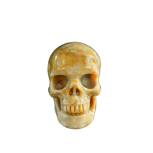 3.0" Coral Fossil Crystal Skull Carving - Unique Piece #CF07