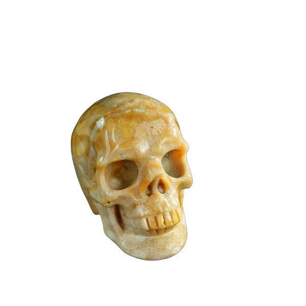 3.0" Coral Fossil Crystal Skull Carving - Unique Piece #CF07 - alternate view