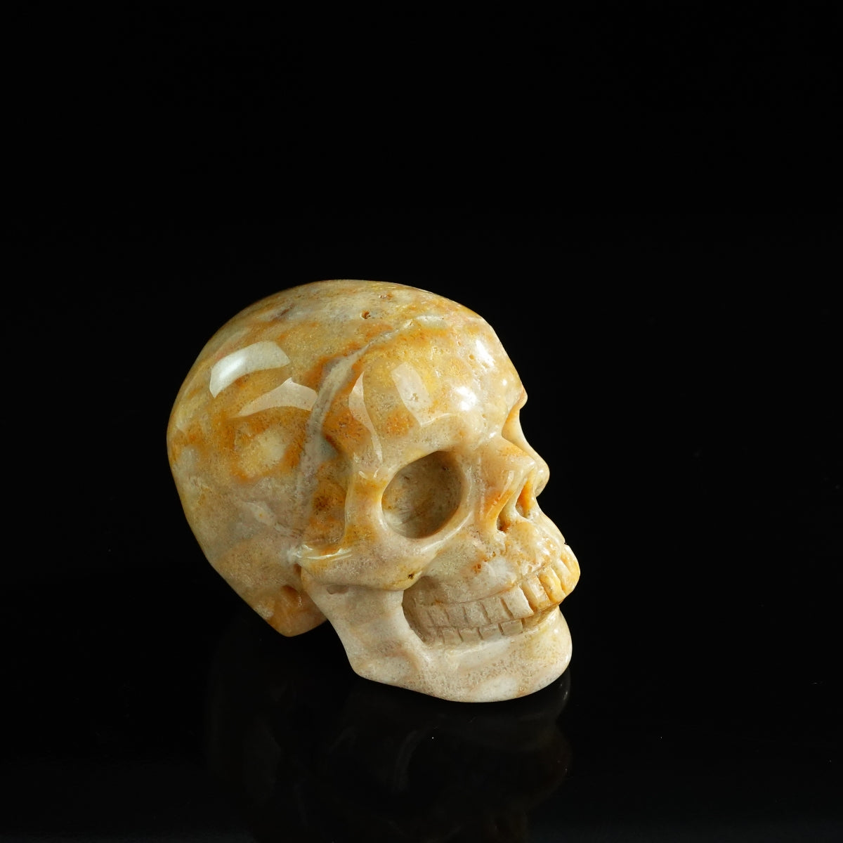 3.0" Coral Fossil Crystal Skull Carving - Unique Piece #CF07