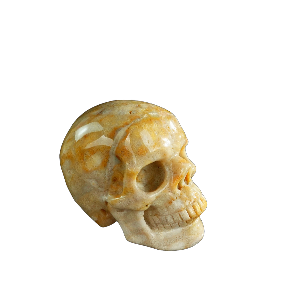 3.0" Coral Fossil Crystal Skull Carving - Unique Piece #CF07
