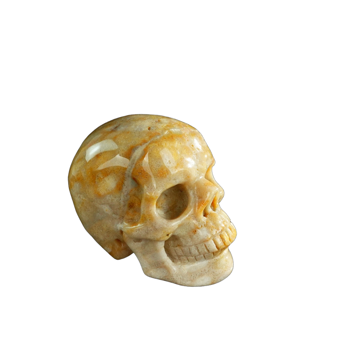 3.0" Coral Fossil Crystal Skull Carving - Unique Piece #CF07
