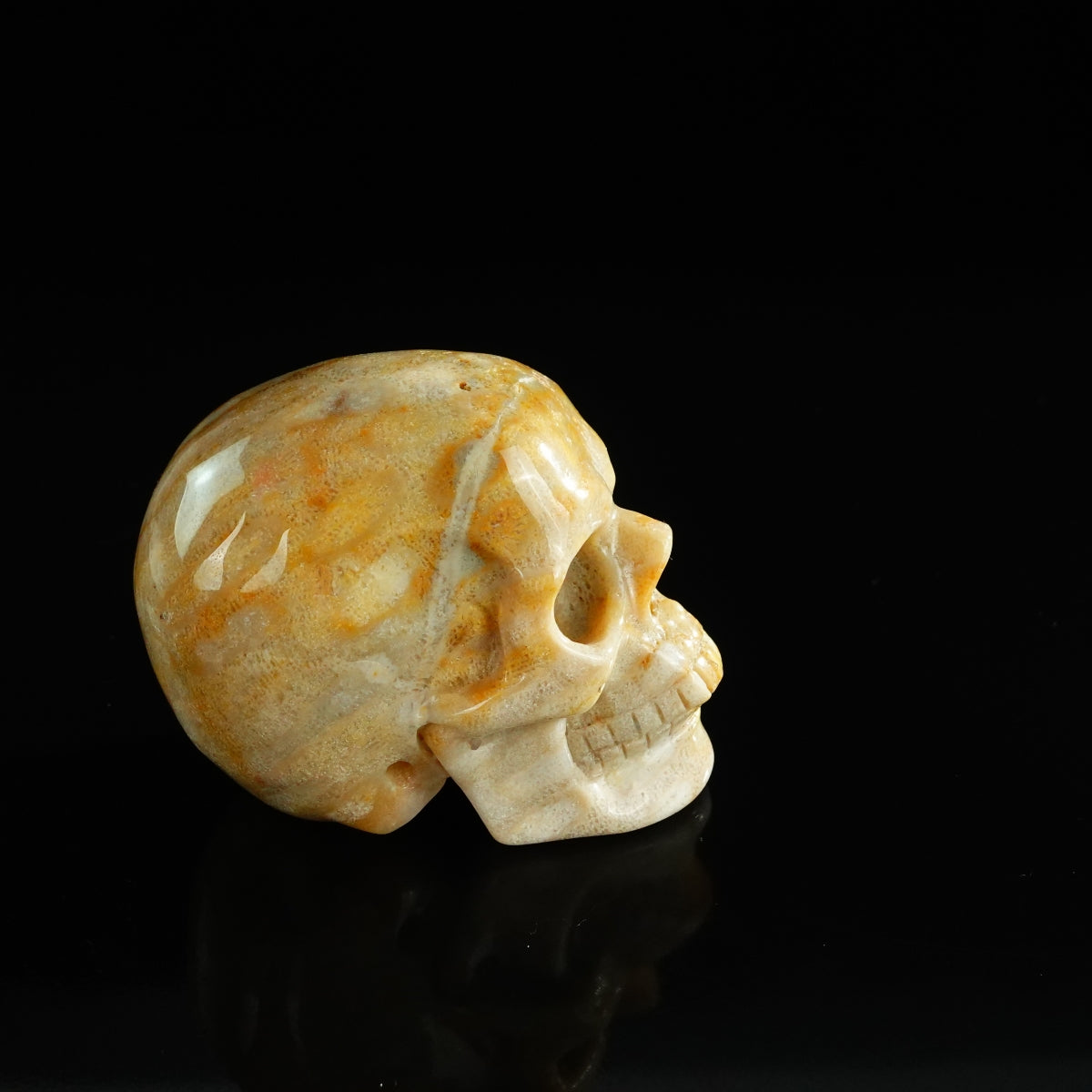 3.0" Coral Fossil Crystal Skull Carving - Unique Piece #CF07