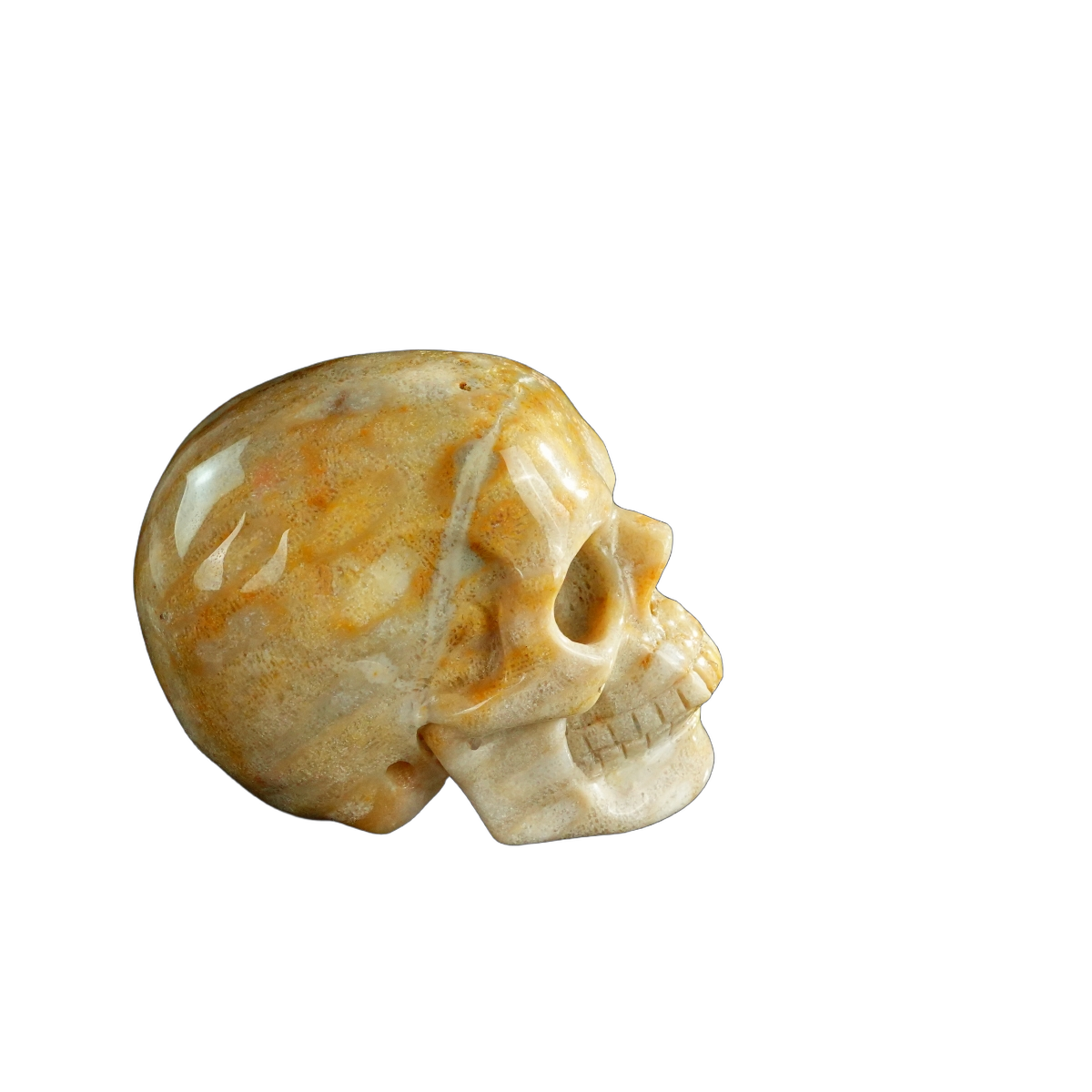 3.0" Coral Fossil Crystal Skull Carving - Unique Piece #CF07