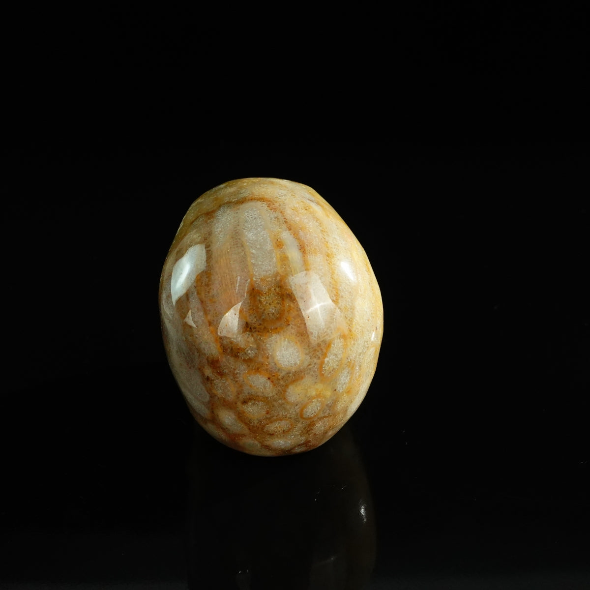 3.0" Coral Fossil Crystal Skull Carving - Unique Piece #CF07