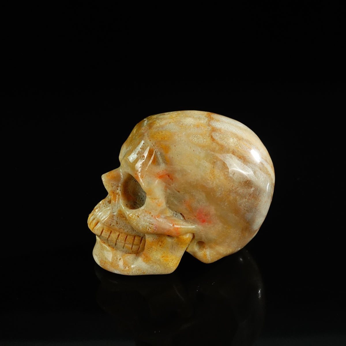 3.0" Coral Fossil Crystal Skull Carving - Unique Piece #CF07