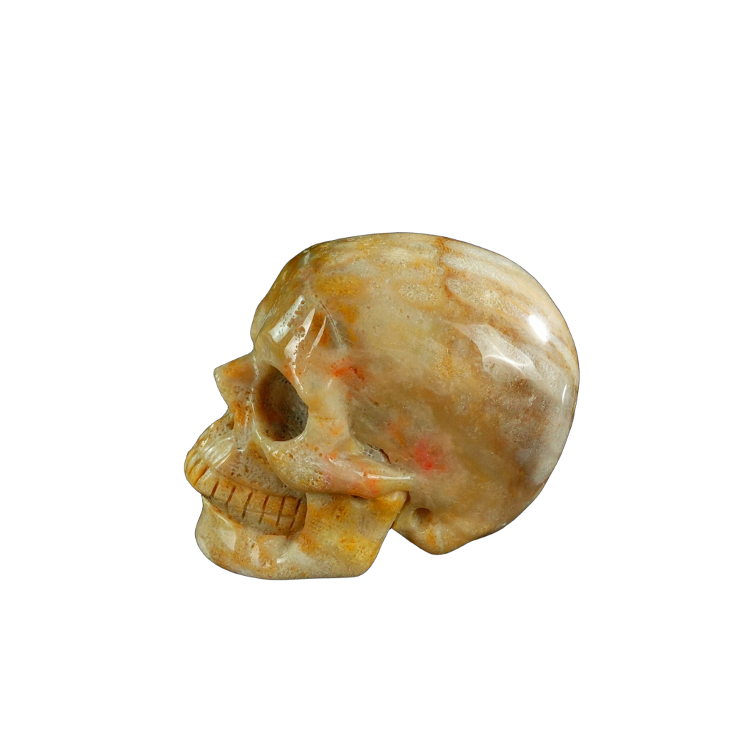 3.0" Coral Fossil Crystal Skull Carving - Unique Piece #CF07