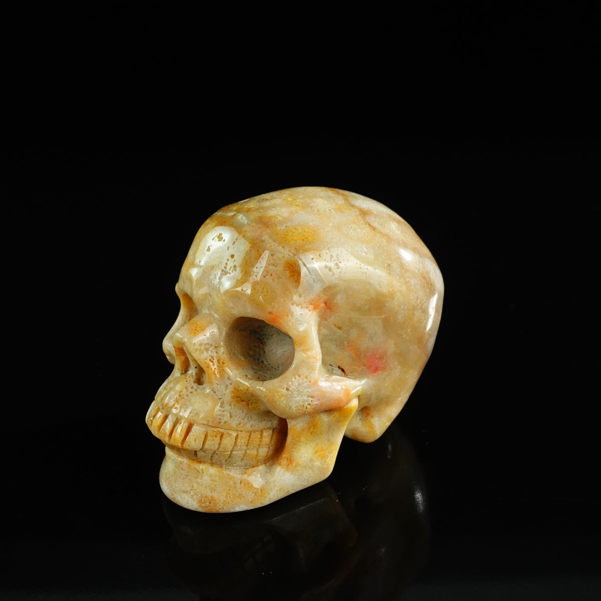 3.0" Coral Fossil Crystal Skull Carving - Unique Piece #CF07