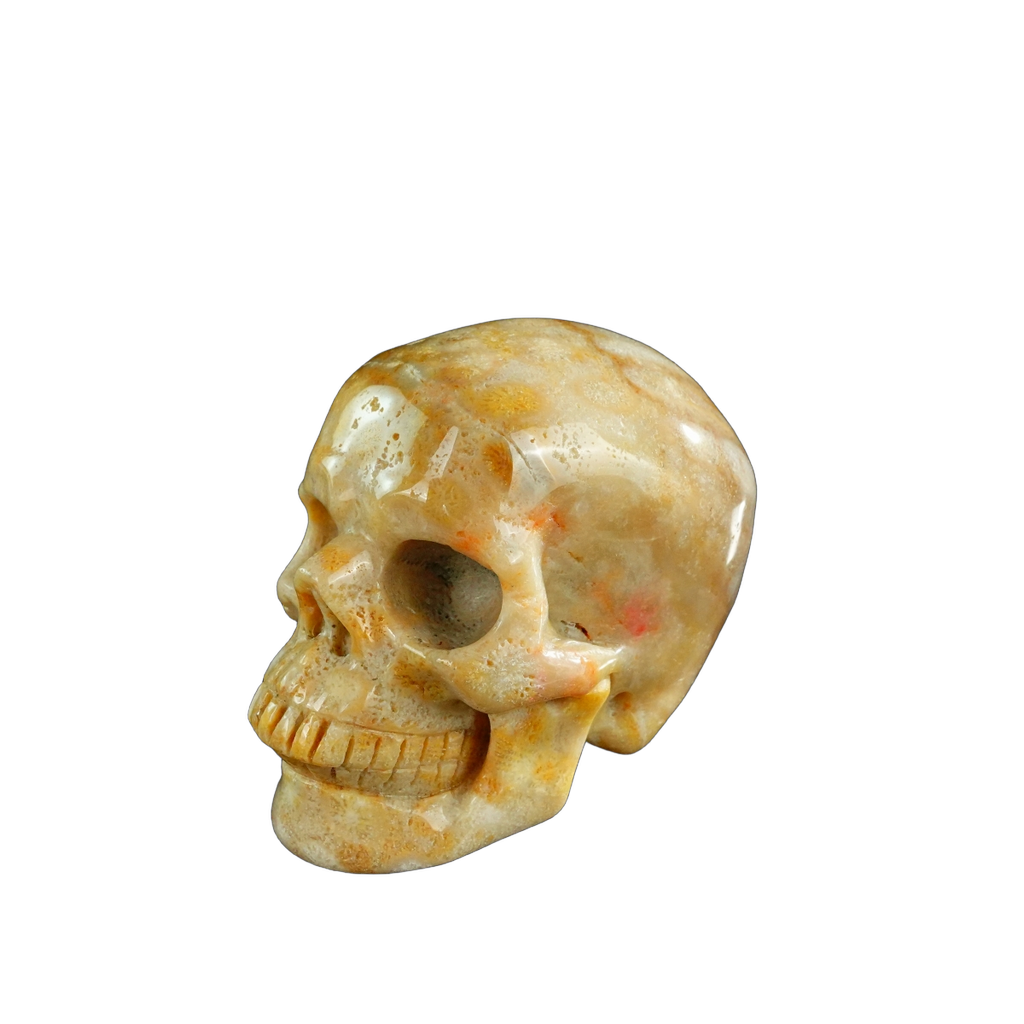 3.0" Coral Fossil Crystal Skull Carving - Unique Piece #CF07