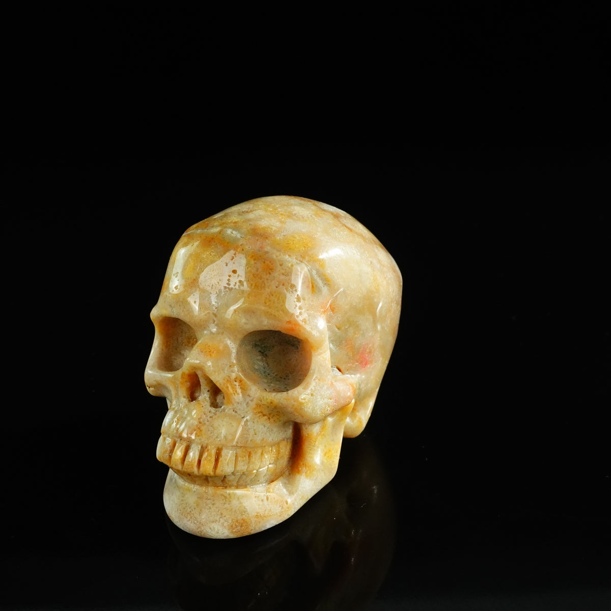 3.0" Coral Fossil Crystal Skull Carving - Unique Piece #CF07