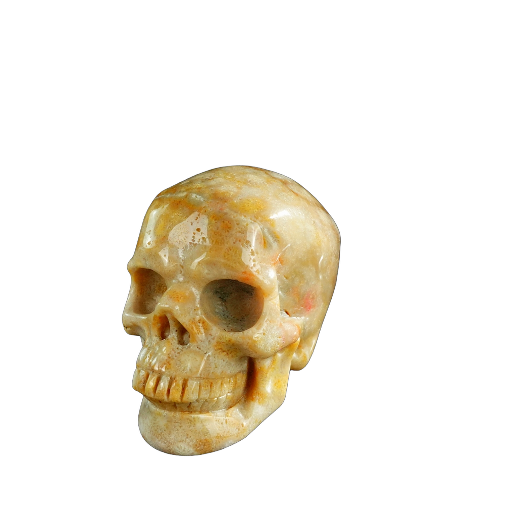 3.0" Coral Fossil Crystal Skull Carving - Unique Piece #CF07