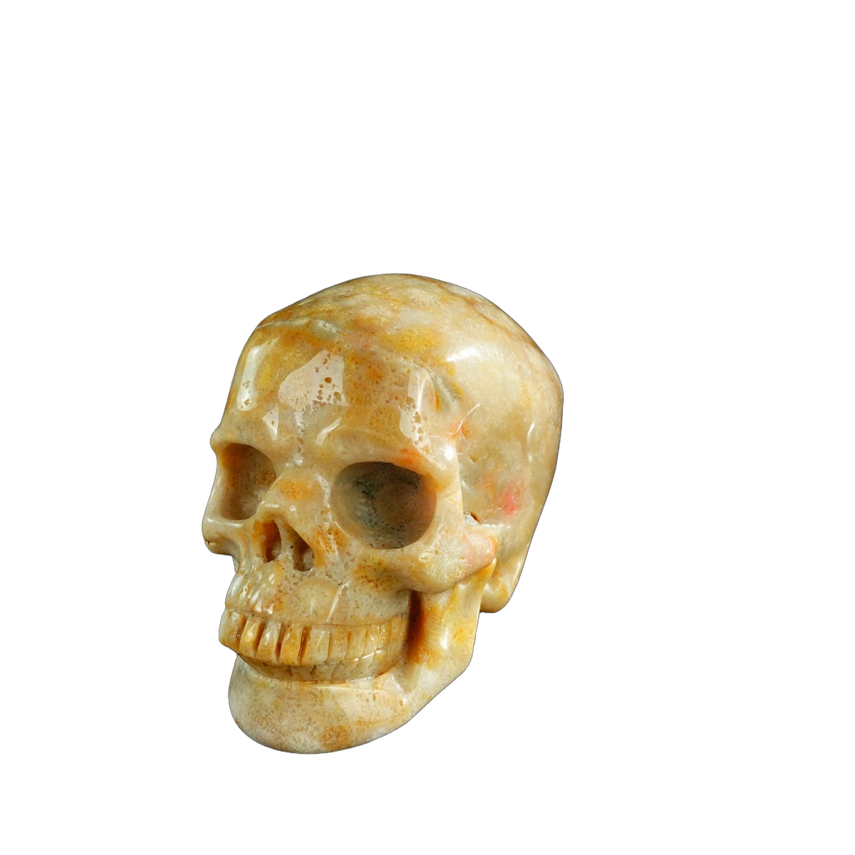 3.0" Coral Fossil Crystal Skull Carving - Unique Piece #CF07