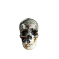 3.0" Red Crazy Lace Agate Crystal Skull Carving - Unique Piece #RC10