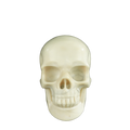4.5" Ivory Jade Crystal Skull Carving - Unique Piece #IJ01