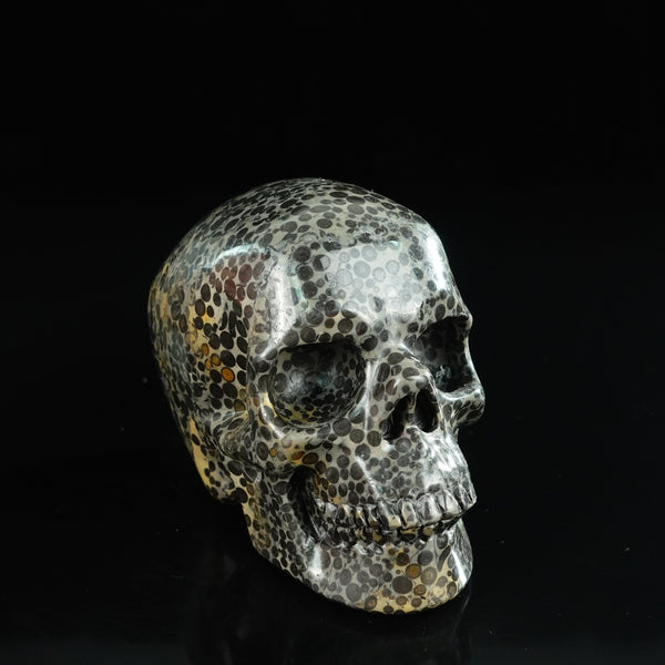 4.5" Leopard skin jasper Crystal Skull Carving - Unique Piece #LK01 - alternate view