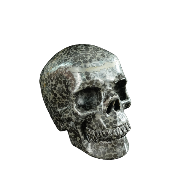 4.5" Leopard skin jasper Crystal Skull Carving - Unique Piece #LK03 - alternate view