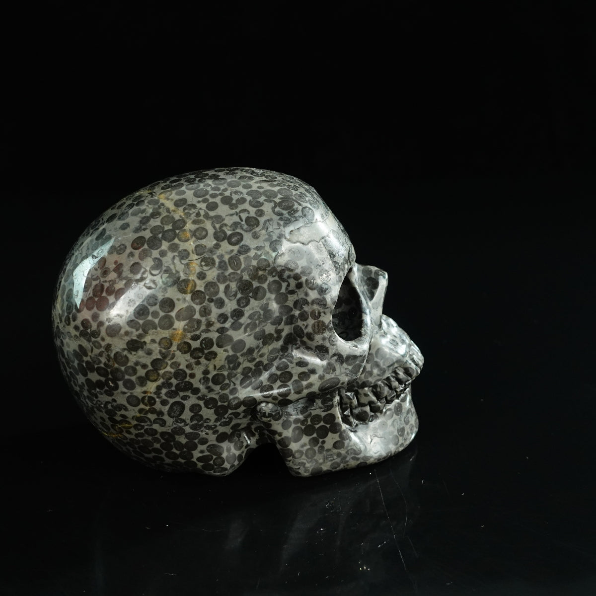 4.5" Leopard skin jasper Crystal Skull Carving - Unique Piece #LK03